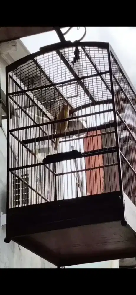 Kenari F1 Kuning Polos