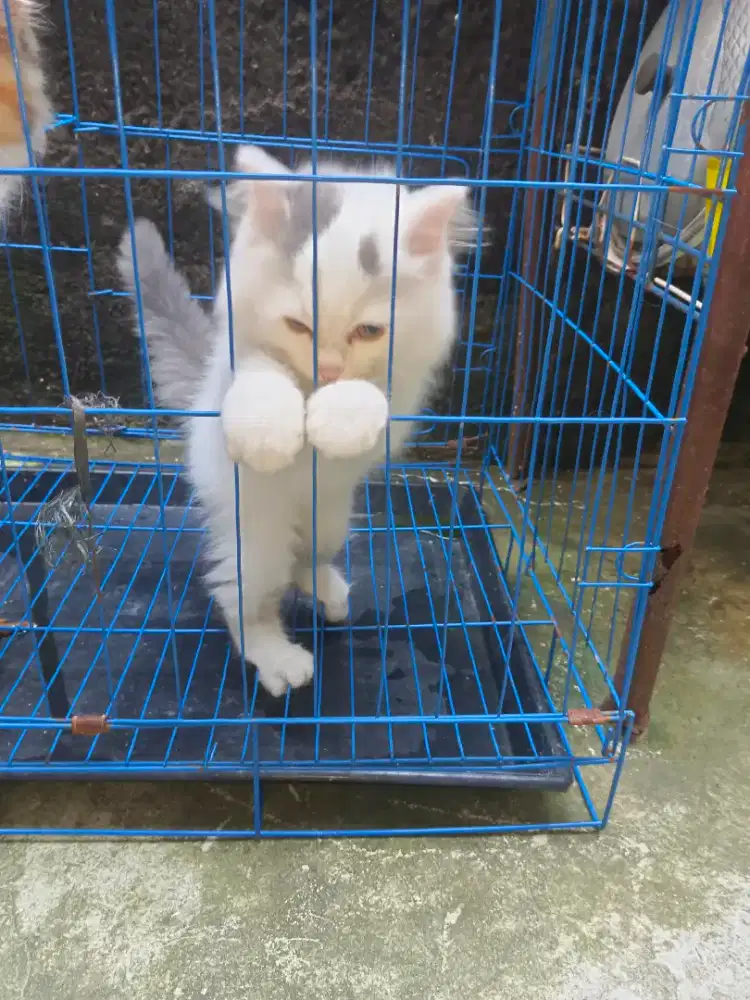 Anak kucing anggota X persia