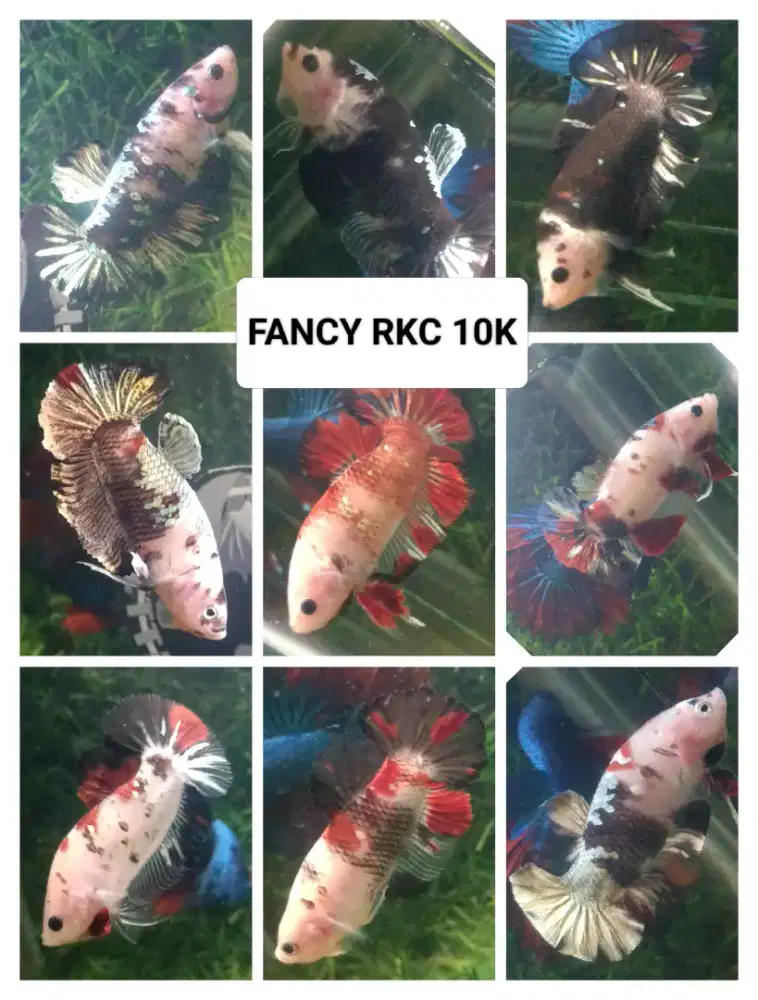 Ikan cupang hias bettafish sidoarjo