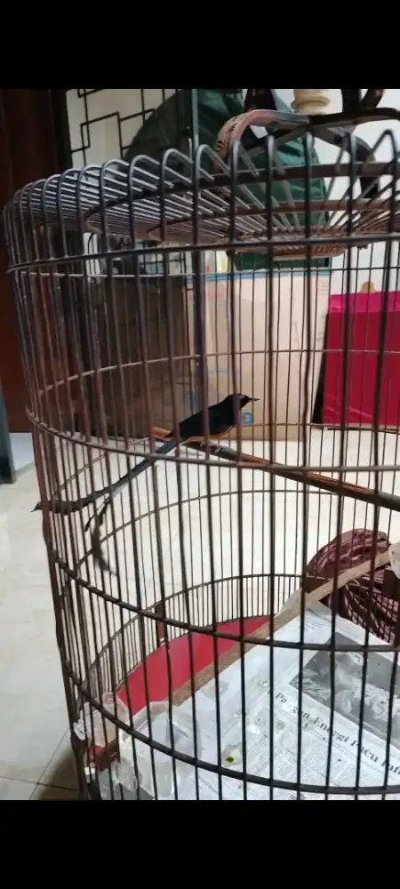 Murai Pastol Ekor Panjang Klewer