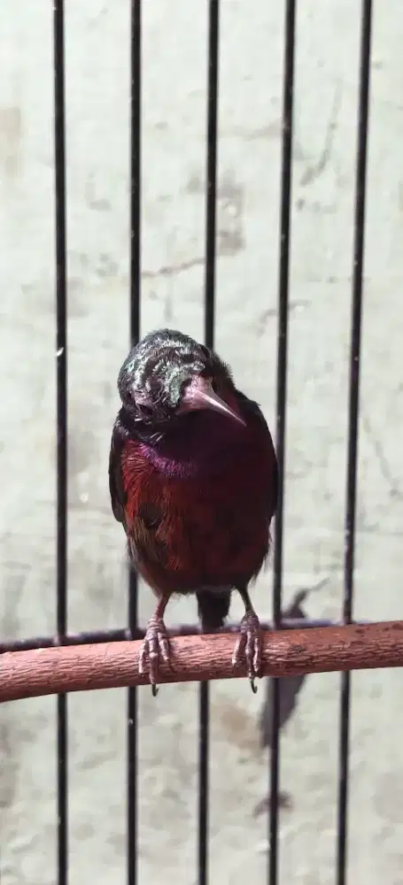 Fullset Konin Mutasi Dacok