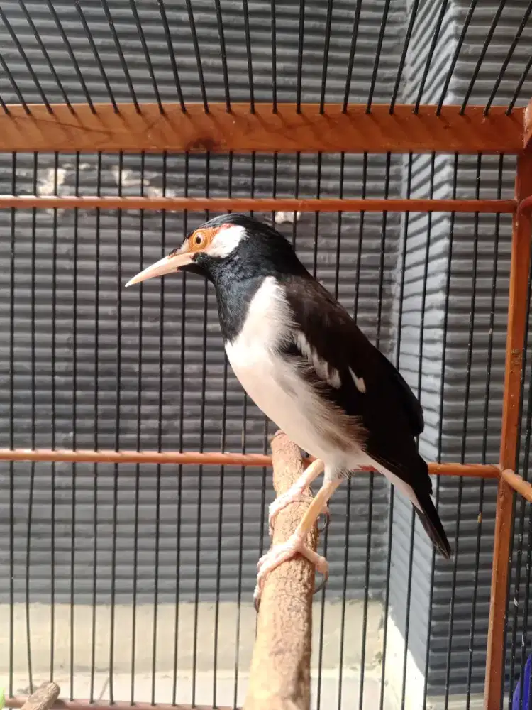 Jalak suren jawa Guacor