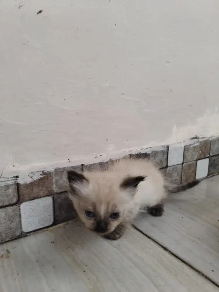 kucing angora persia kitten kiten lucu