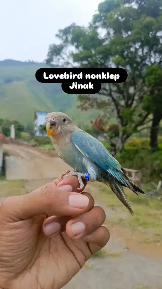 Lovebird nonklep jinak