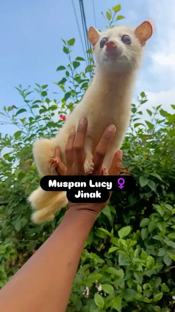 Musang pandan leucistik