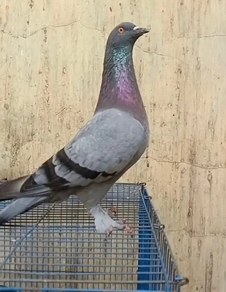 DIJUAL CEPET AJA NIH BURUNG MERPATI KOLONGAN