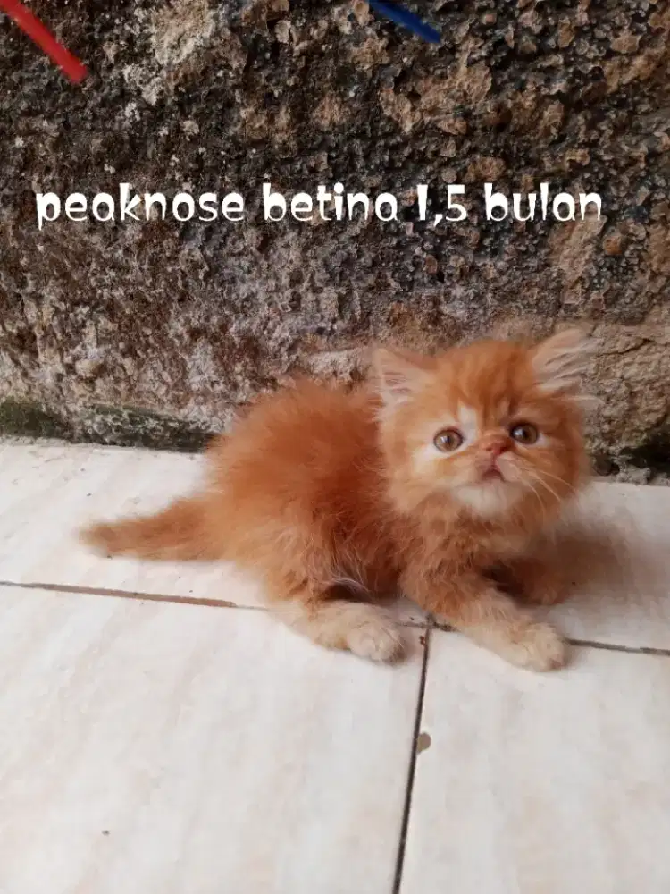 Kucing Persia peaknose