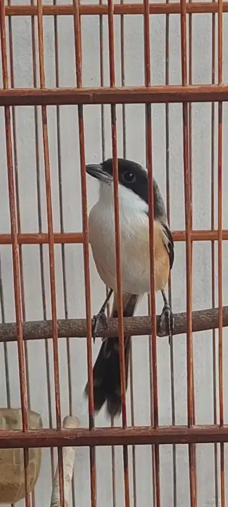 Burung pentet fulset