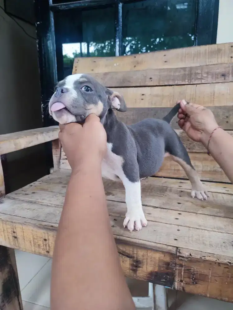 American bully jantan