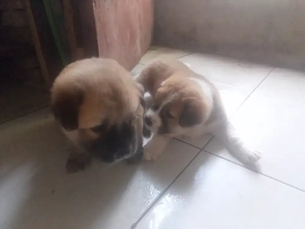 Anak Anjing Lokal Gemoy 350K saja