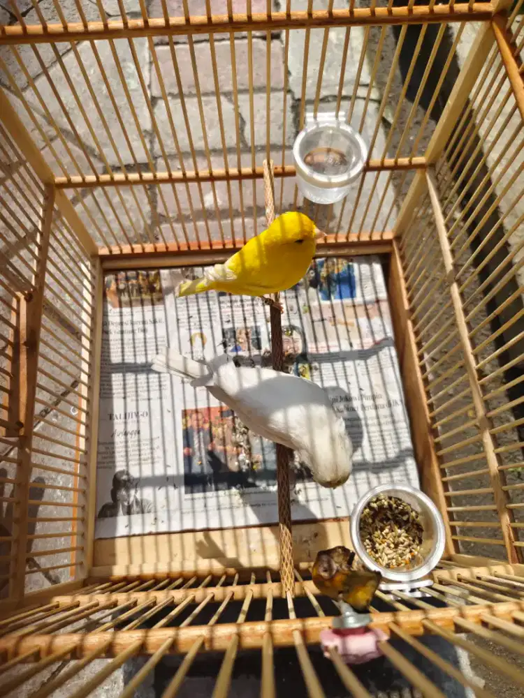 Kenari F1rasmi jodohan baru