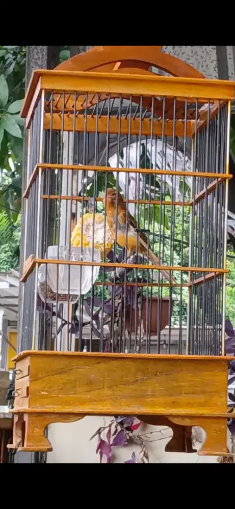 Kenari lokal paud jantan ngeriwik ngerol