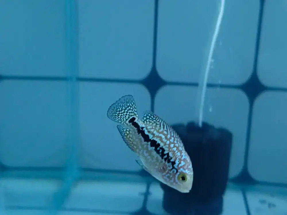 Ikan louhan kamfa f2