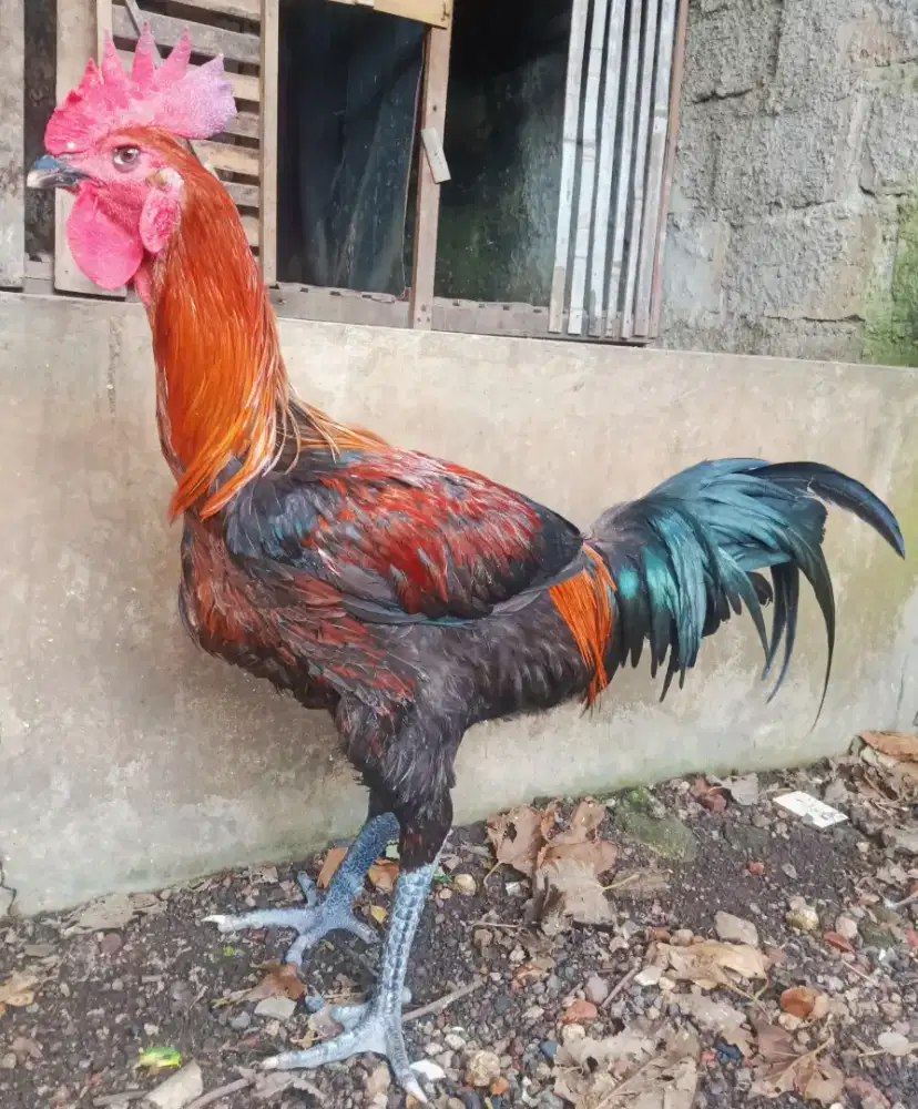 AYAM PELUNG JUMBO