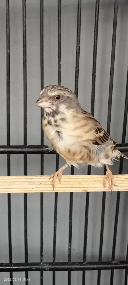 Blackthroat remaja gacor mulus belum buka sayap,