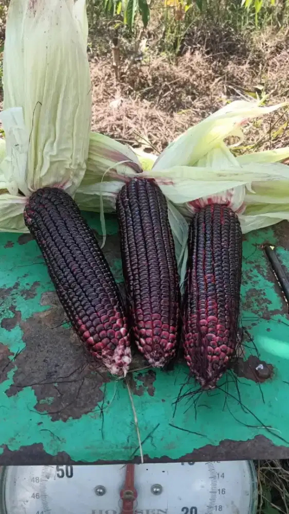 Jagung Ketan Ungu