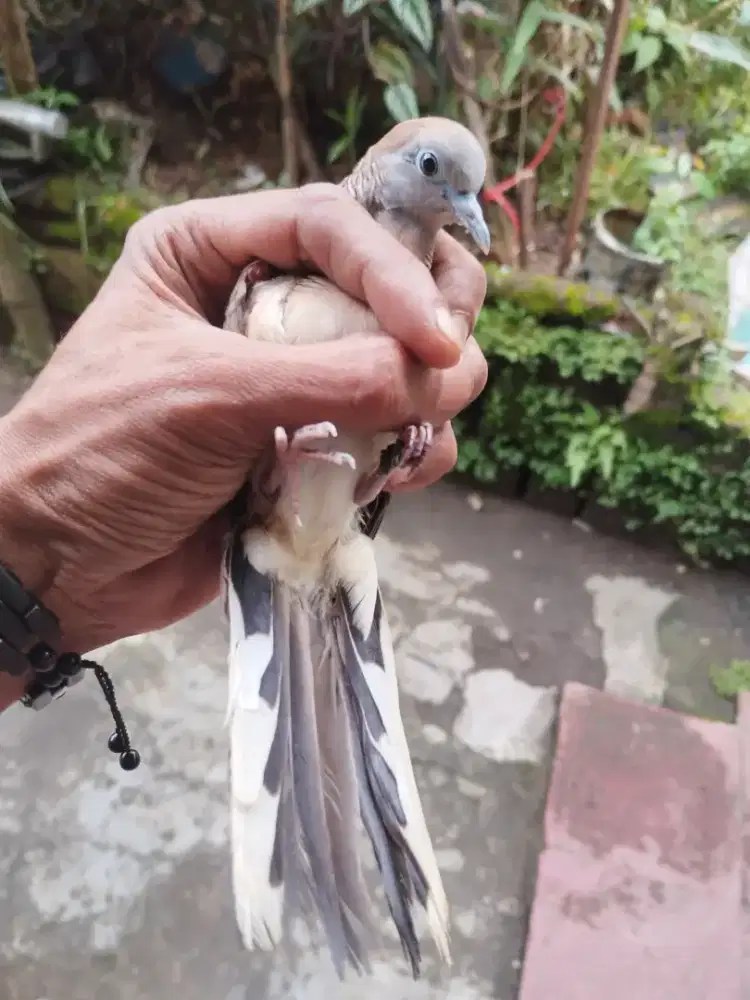 Perkutut lokal alam cewe