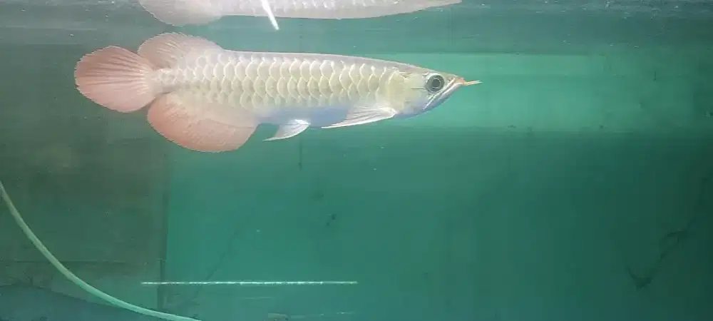 Arwana super red 28-29cm