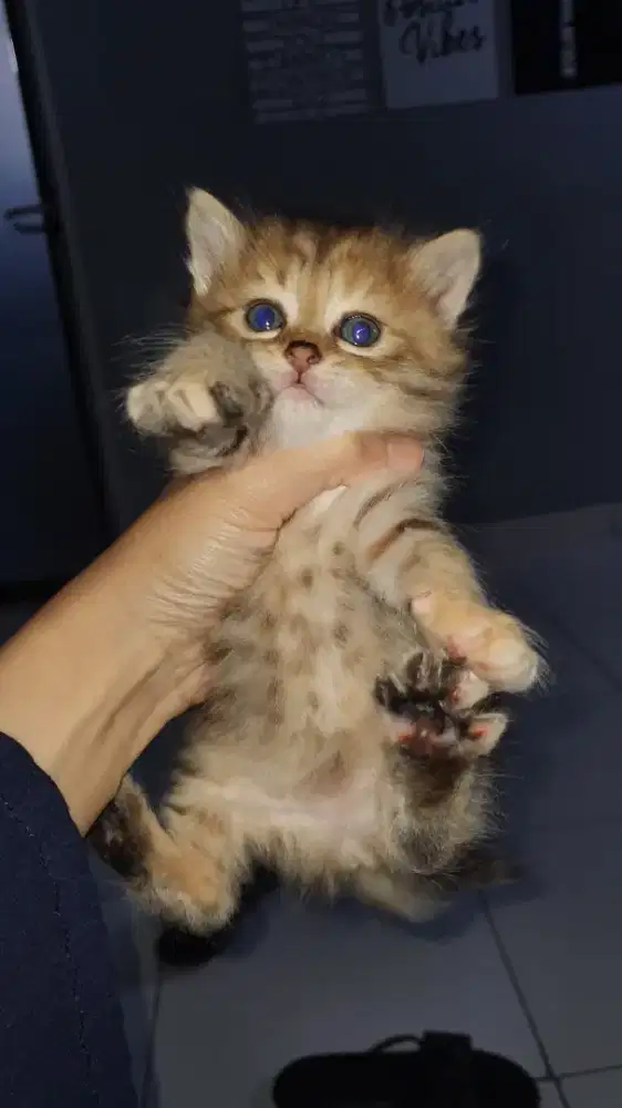 OPEN ADDOPT KITTEN anakan scotich