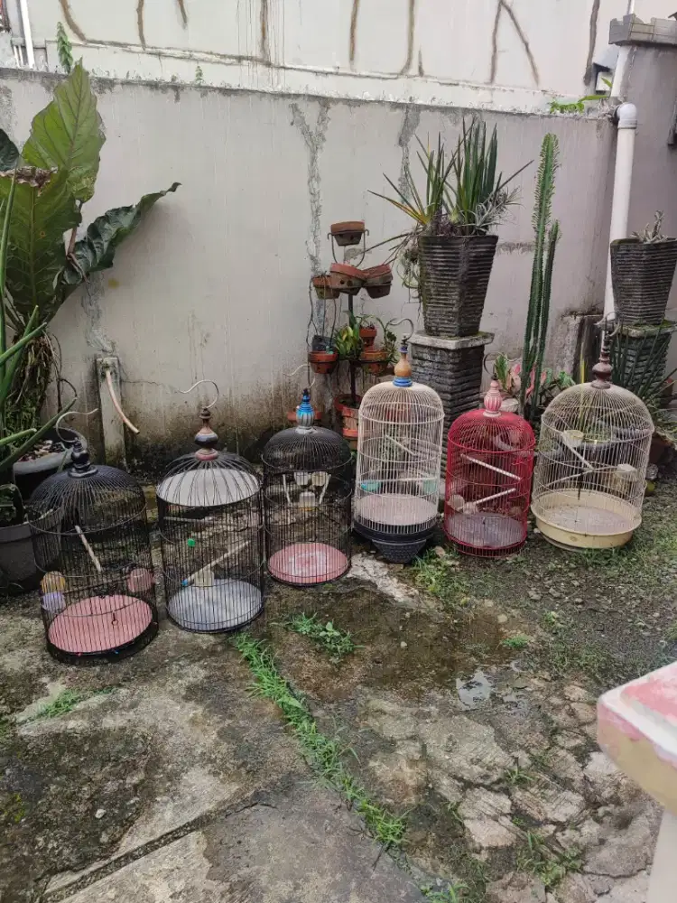 6 pcs Kandang Kapsul satuan 110k borongan lebih murah