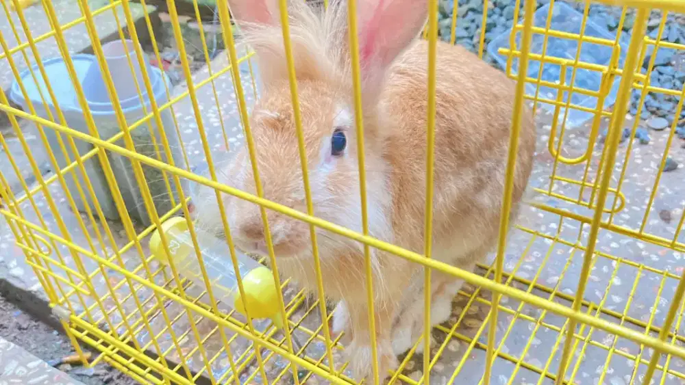 Dijual kelinci anggora beserta kandangnya