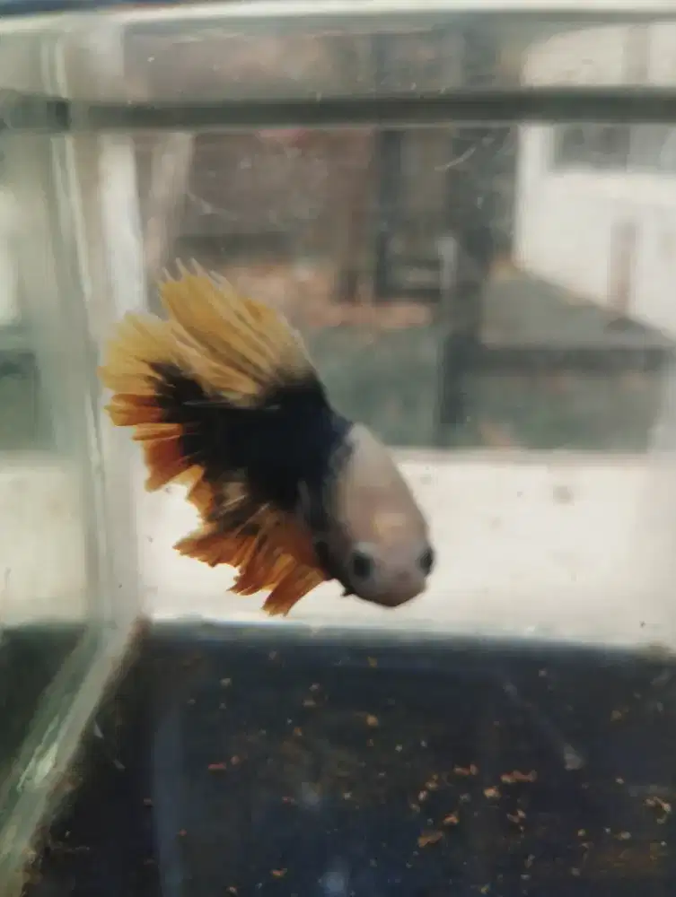 PREMIUM Halfmoon Betta Fish