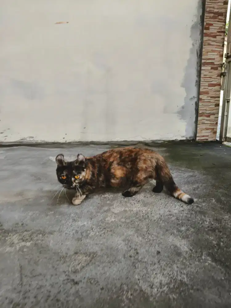 Kucing Munchkin Kinkalow Betina