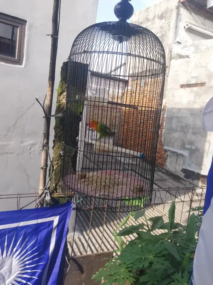 Fullset burung love bird