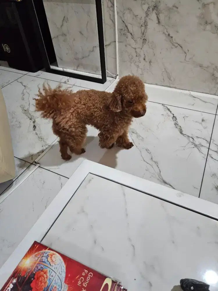 Poodle jantan jenaka