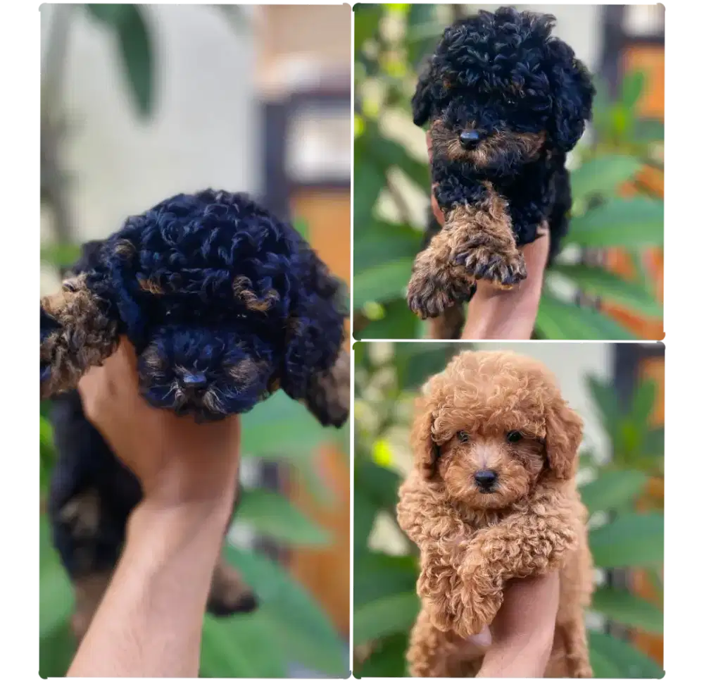 Poodle stambum phantom