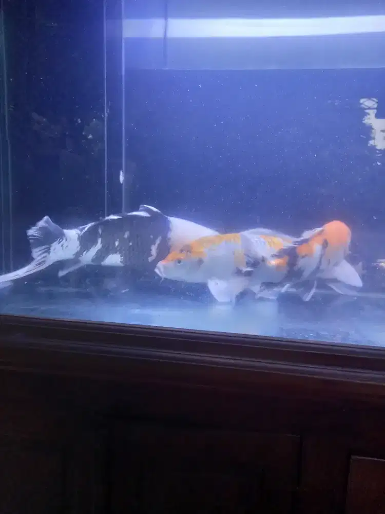 Ikan koi jumbo siap dipinang