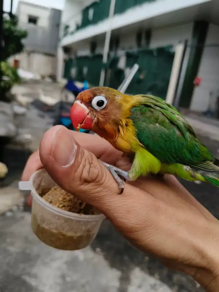 Lovebird kesayangan jinak