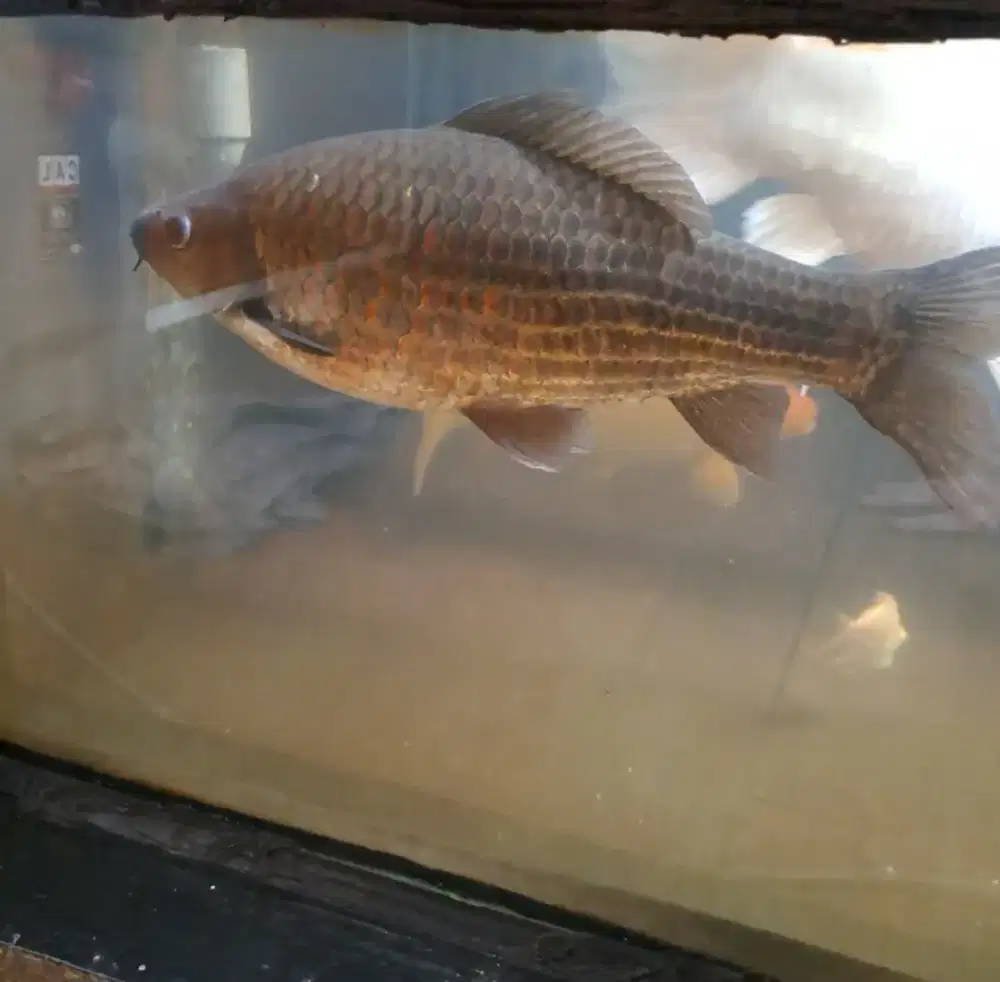 Ikan Nilam / Nilem Hitam Hias Gabung Koi