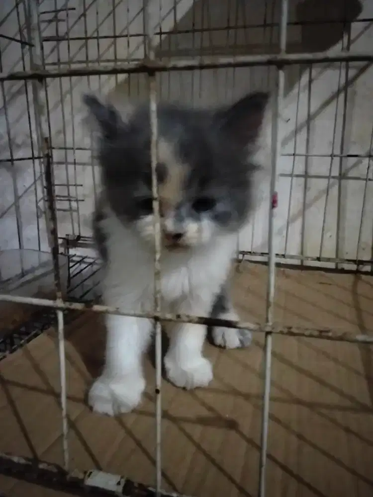 kitten Persia gembul