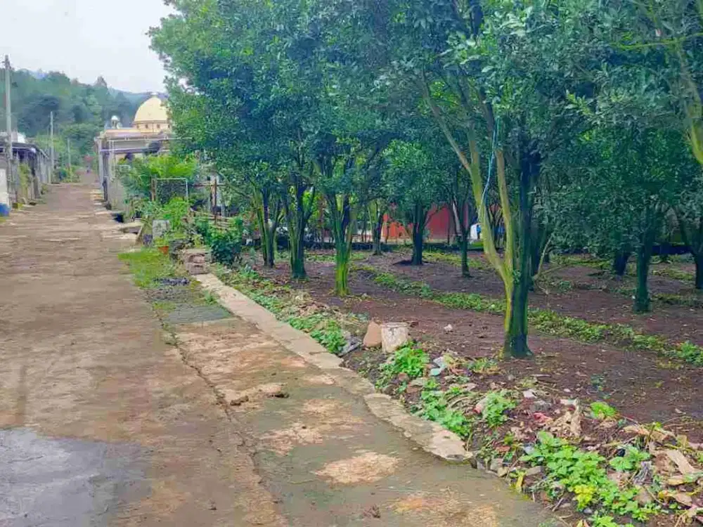 dijual murah kebun jeruk produktif di dau dekat bedengan dan petungsewu