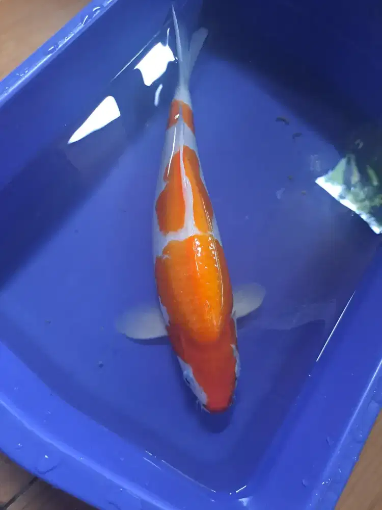 Koi Import Kohaku