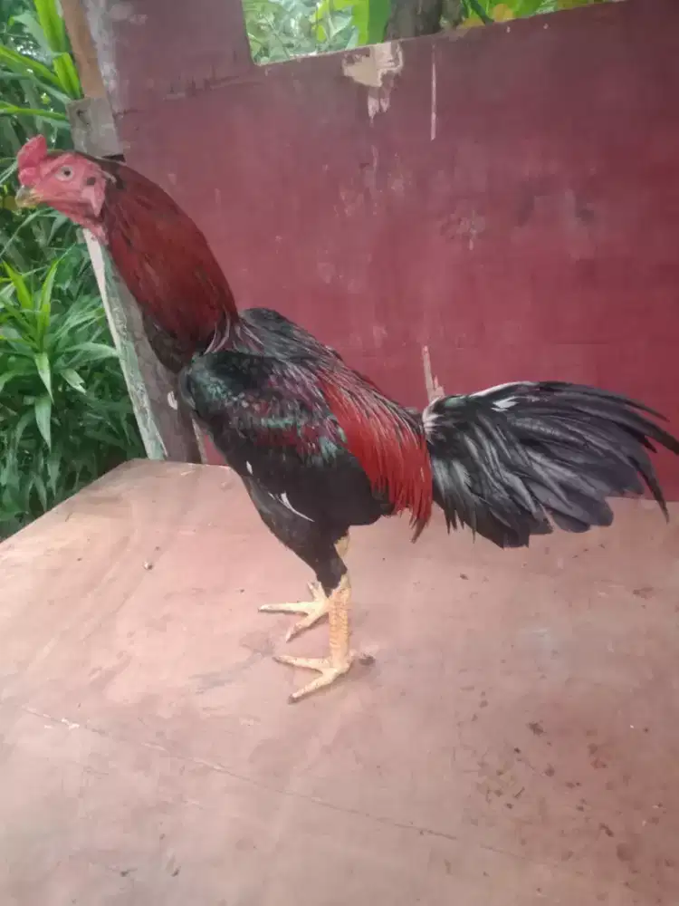 Ayam bangkok x pakoy