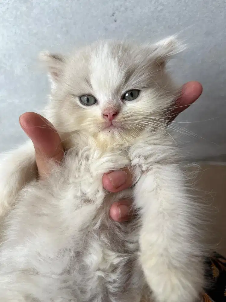 Anabul Kitten Raggdol Umur 2 Bulan