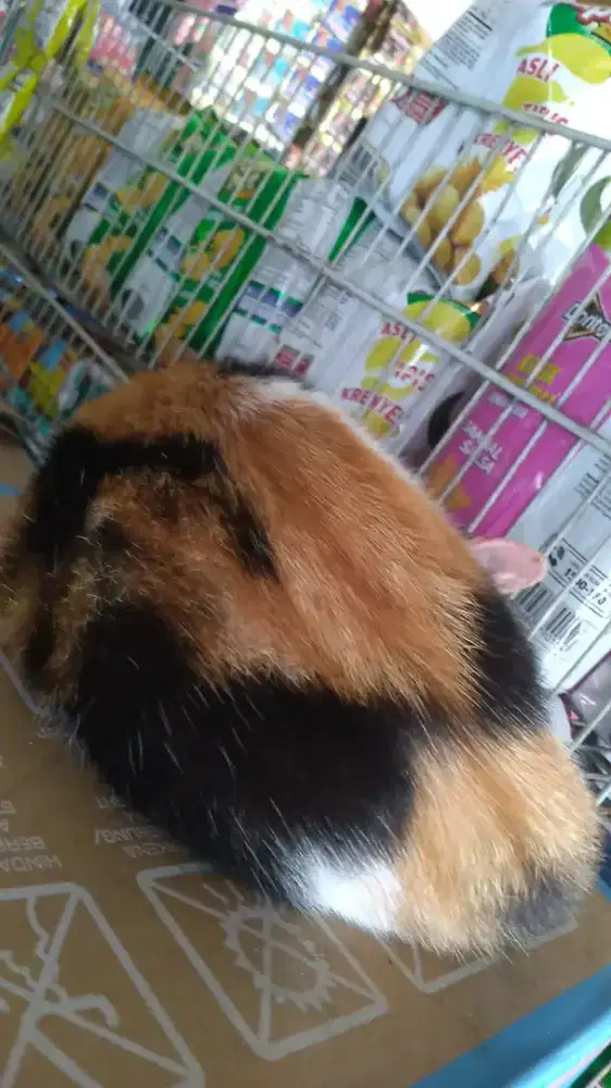 Mencari lowongan kerja jaga toko atau bantu2