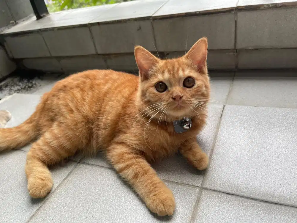 KITTEN anakan BSH kawin silang Persia