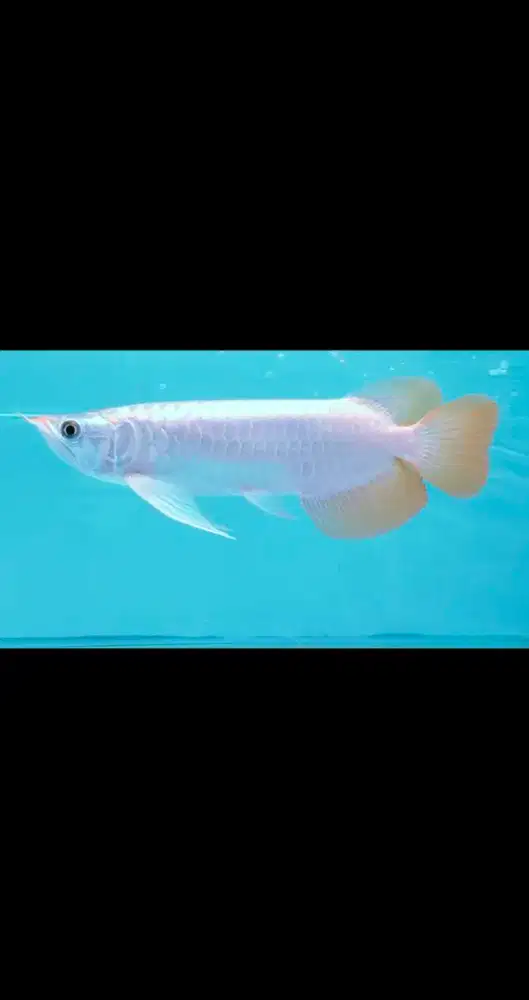 arwana super red slayer