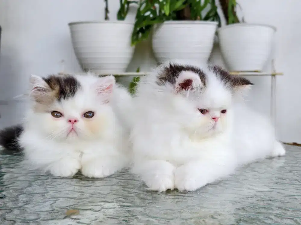 Lepas adopt 2 Kucing persia peaknose betina