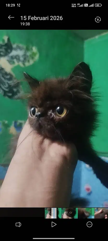 Kucing piknose hitam