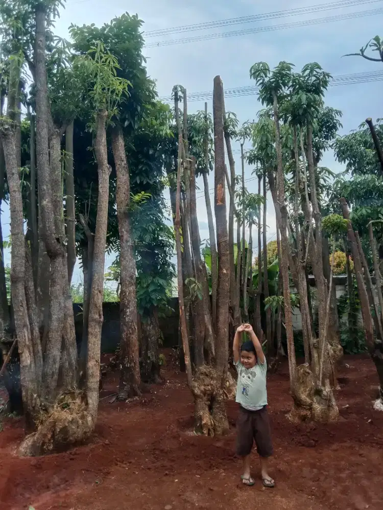 Pohon pulei berkarkter