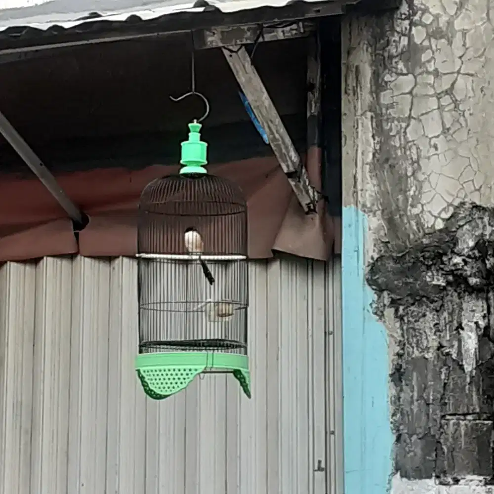 Burung cendet gondrong+sangkar grece jual murah bisa nego