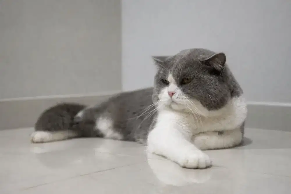 Kucing british shorthair jantan bicollor blue
