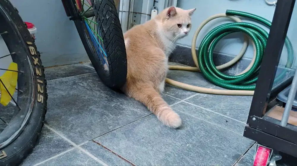 bsh jantan british shorthair cream bicolor 1 tahun 2 bulan