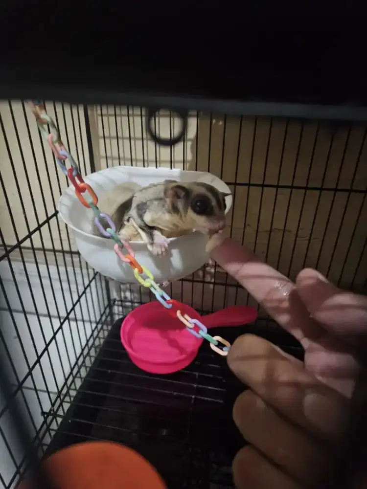 Sugar Glider Betina