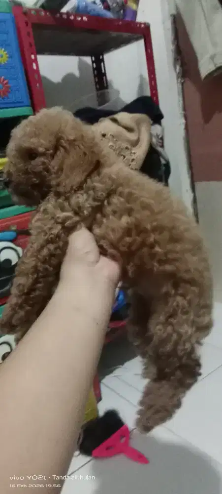 Mix poodle yang jantan banyak bulu