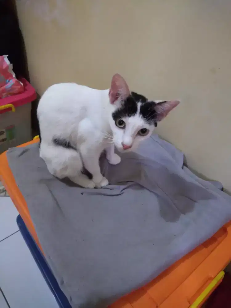 Butuh adopter kucing kampung